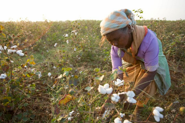 cotton production 2