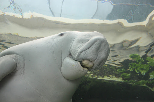 sea cows Dugongs 2