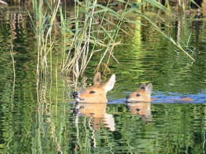 chinese deers 2