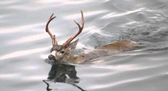 Did you know that Chinese Deers Can Live in Water?