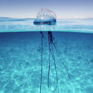 jellyfish never die 1
