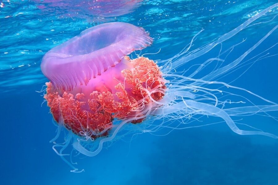 Yes! JellyFish Never Die Unless You Can Kill Them