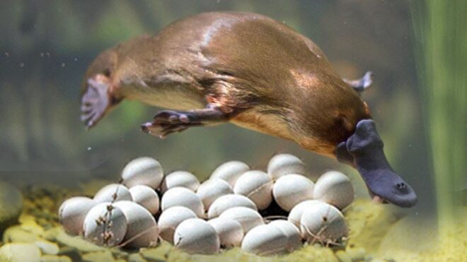 Guess! Which Animal Can Give Both Egg And Milk? Guess! Which Animal Can Give Both Egg And Milk?