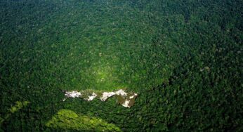 What Do You Know About The Richness Of The “Lungs Of The Earth?