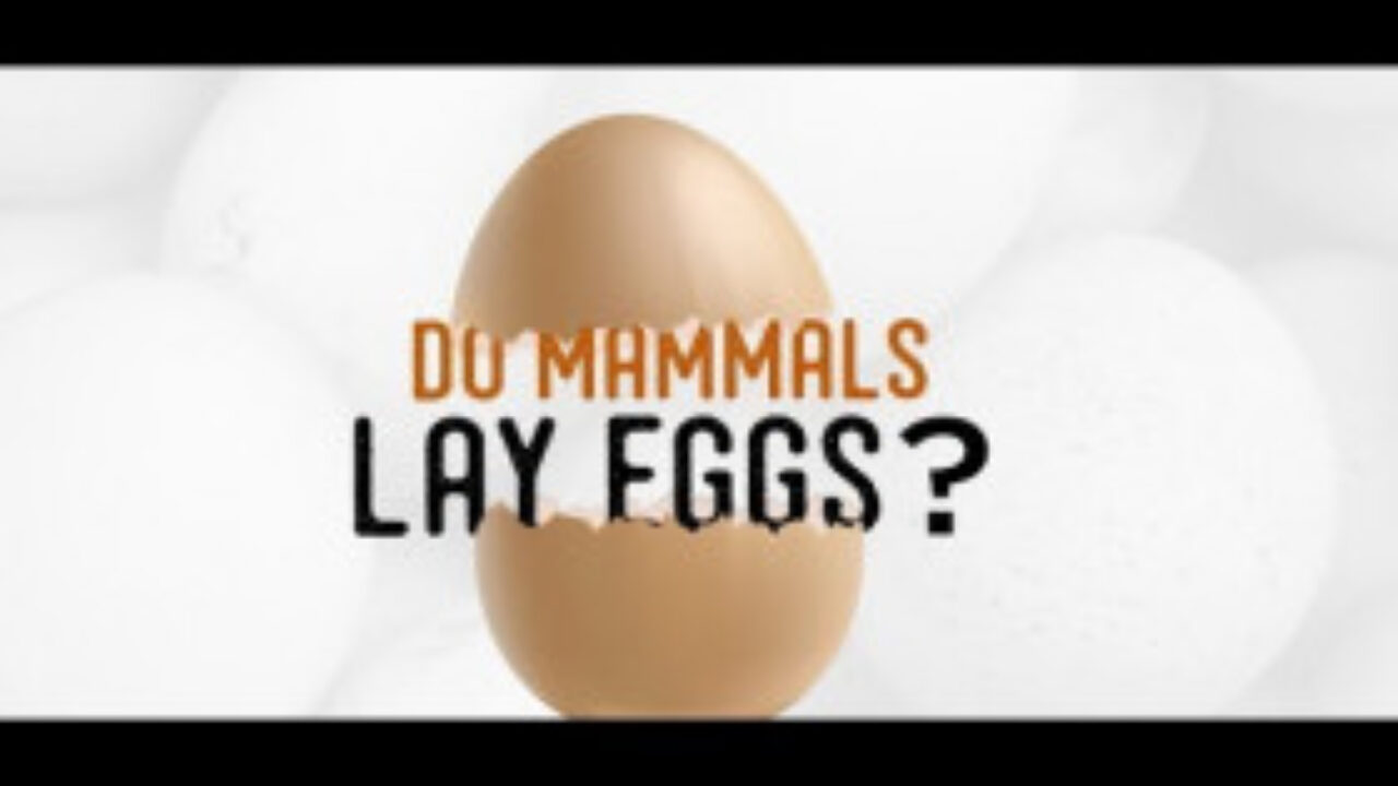 Guess! Which Animal Can Give Both Egg And Milk?