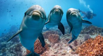 Intelligence Of Creatures Challenged By Human Brains