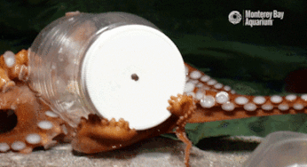 Is Animal With Nine Brains More Intelligent Than Human