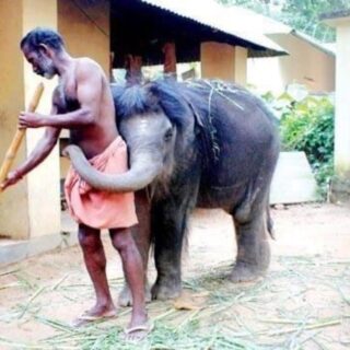 elephant spa 2