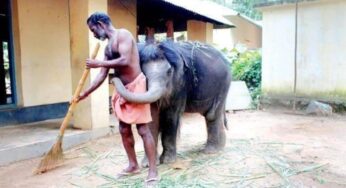 Elephant Spa Shows Indians Love To Pamper Their Pets