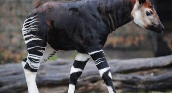 Mythological Creatures That Still Survives In The Wild Animals