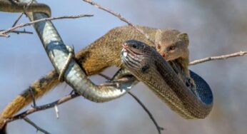 Why Even Venomous Snakes Never Win Against Mongooses?