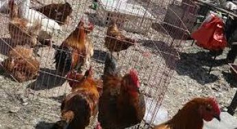 ‘India responsible for bird flu outbreak in Nepal’