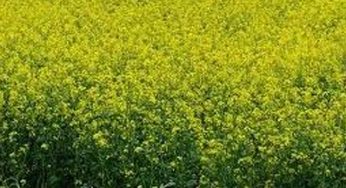 Hybrid mustard can help cut edible oil import