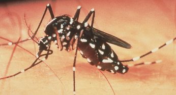 4,402 dengue cases in Delhi