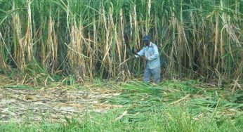 Karnataka farmers seek sugarcane price hike