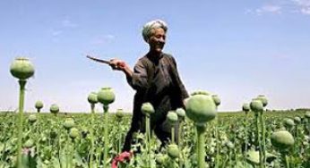 Afghan opium poppy cultivation hits record levels: UN