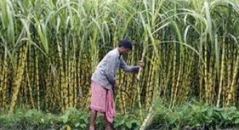 Rs.300 crore support price for Karnataka sugarcane farmers