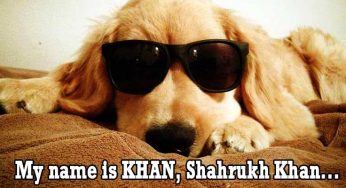 These Funny, Adorable, and Loyal Friends Are So Humorous That You Will Laugh Your Lungs Out!