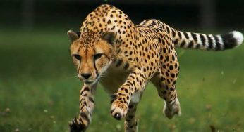 We Bet These 10 Fastest Cars of The World Are Faster Than Your Imagination!