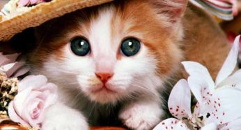 Watch The Video How A Cat Saved A Child From A Dangerous Dog Attack! It’s Will Take Your Breath Away!