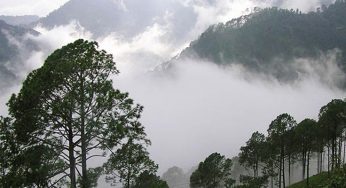 Pangot – A Remote Location In Himalaya – Is A Home To Over 150 Species Of Birds
