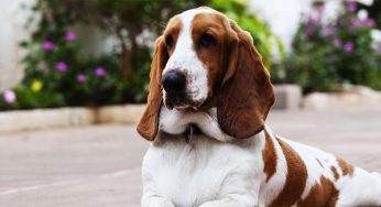 This Young Lady Carves Her Own Niche And Makes A Career – Pet Photography
