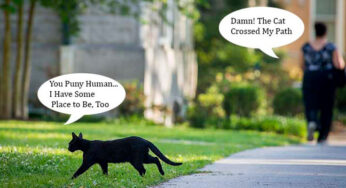 When a Cat Crosses Your Path…