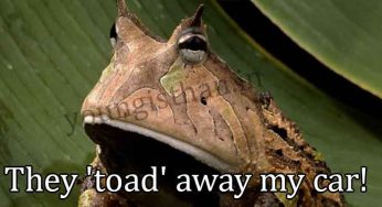 When A Frog Parks Its Vehicle In The No-Parking Zone…