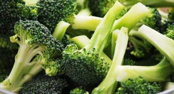 Chew On Some Broccoli And Bring In These 7 Indigenous Health Benefits With You!