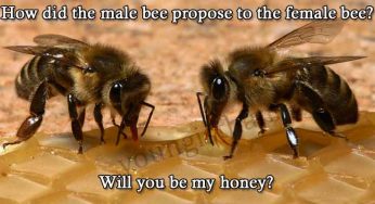How Did The Male Bee Propose To The Female Bee?