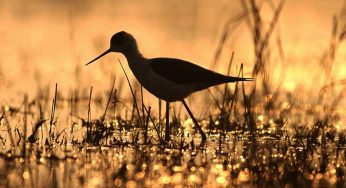 Forget The Virtual Tweeting! Get Closer To Nature’s Tweet!