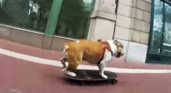 When Your Pets Become The Ruling Masters At Home