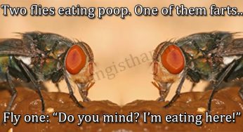 When A Fly Farts During “Meals”
