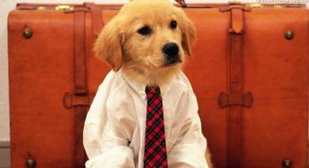 Our Pets Are Our Family! Let Us Make Sure They Travel Comfortably!